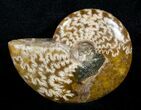 Inch Polished Ammonite From Madagascar #3668-1